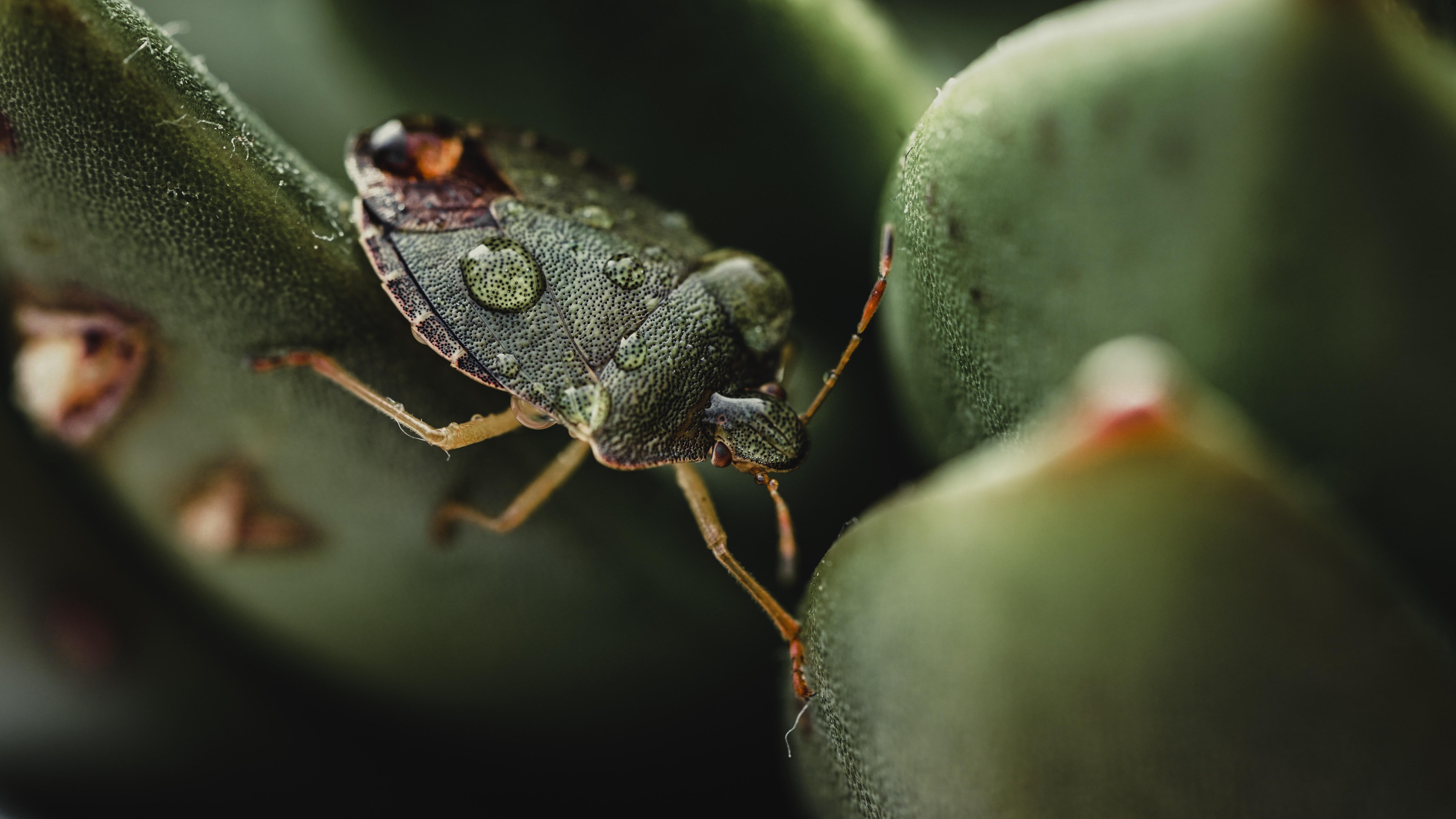 What happens if you accidentally eat a stink bug? 