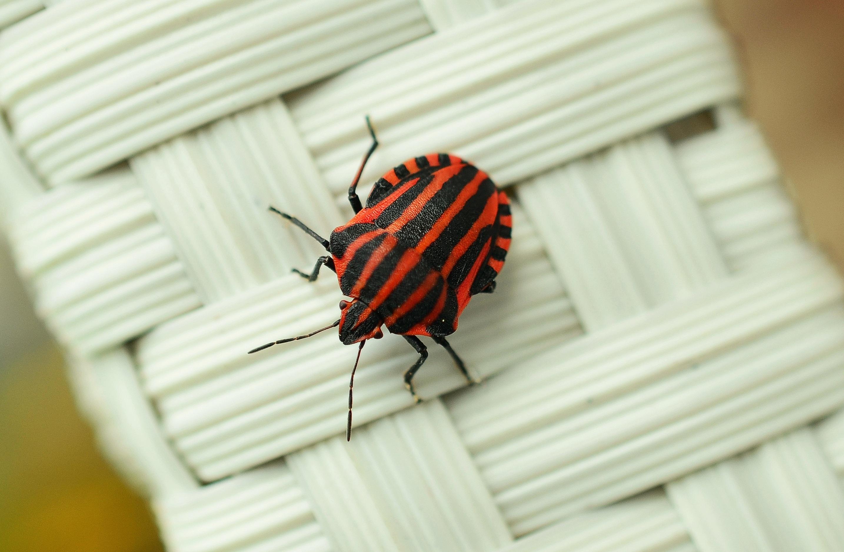 What happens if you accidentally eat a stink bug? 
