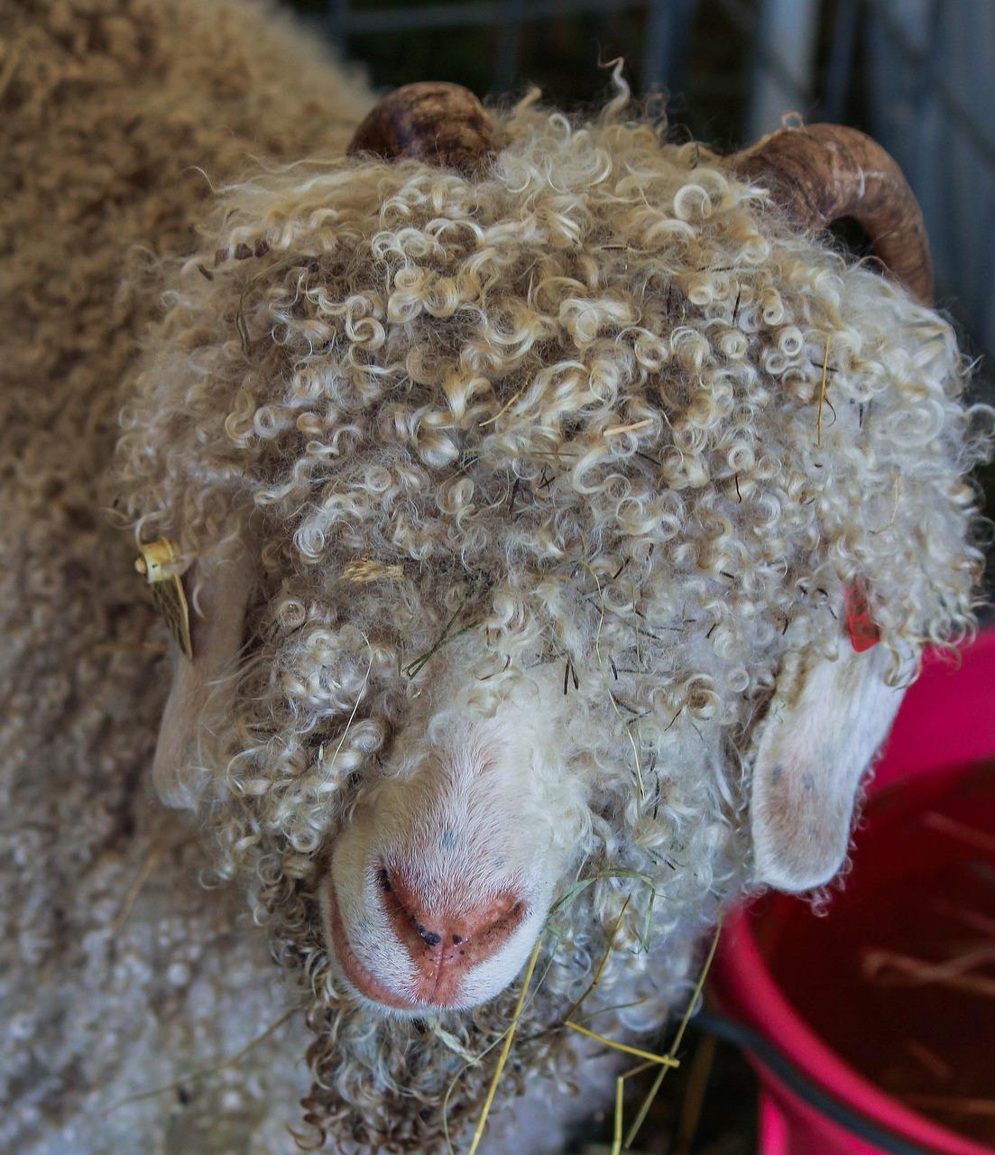 What is difference between Angora wool and merino wool? 