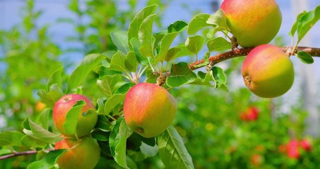 Do apples grow in Iceland? 