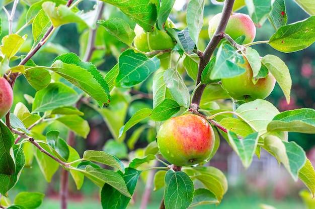 Do apples grow in Iceland? 