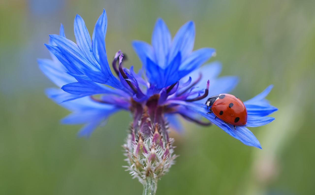 Are blue ladybugs real 