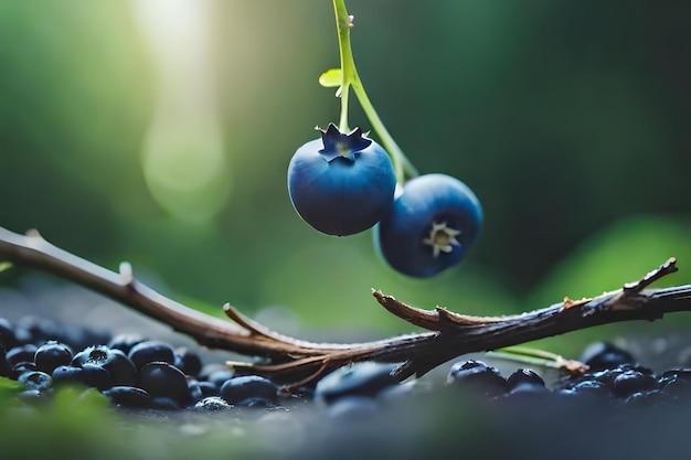 Are blueberries a nightshade 