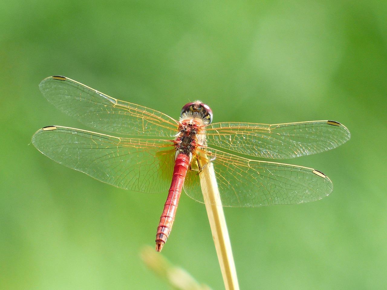 Are dragonflies toxic to dogs? 