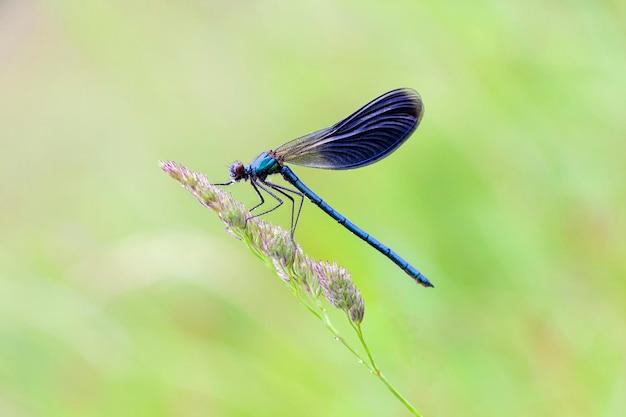 Are dragonflies toxic to dogs? 