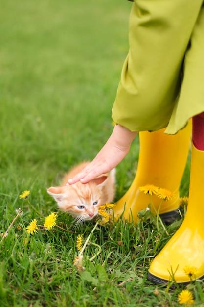 Are gators afraid of cats? 