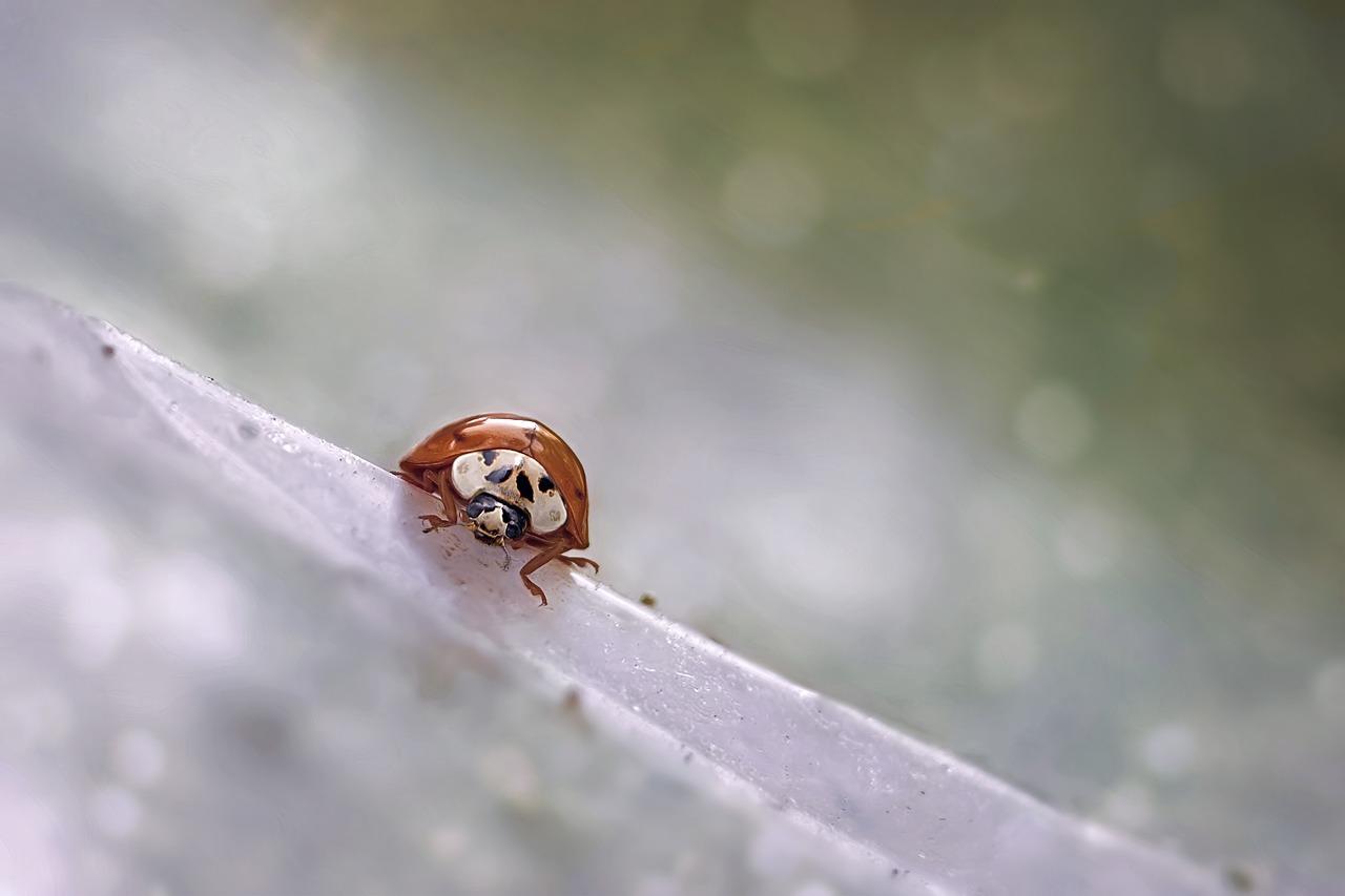 Are ladybugs cockroaches? 