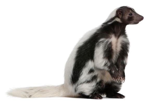 Are pet skunks legal in California 