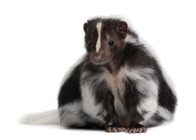 Are pet skunks legal in California 