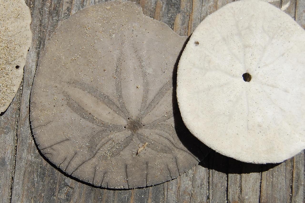 Are sand dollars illegal in Florida? 