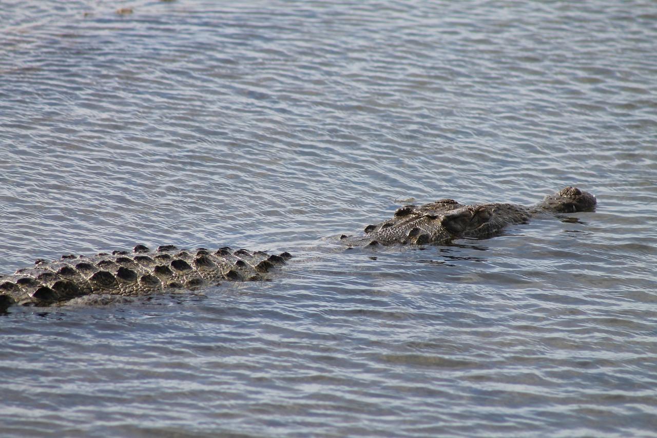 Are there alligators in Cozumel? 