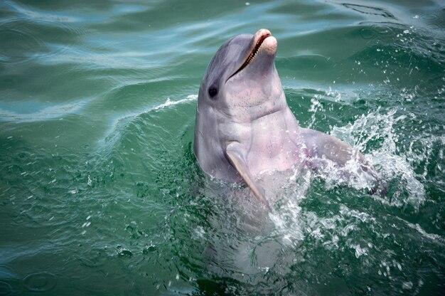 Are there dolphins in Lake Michigan? 