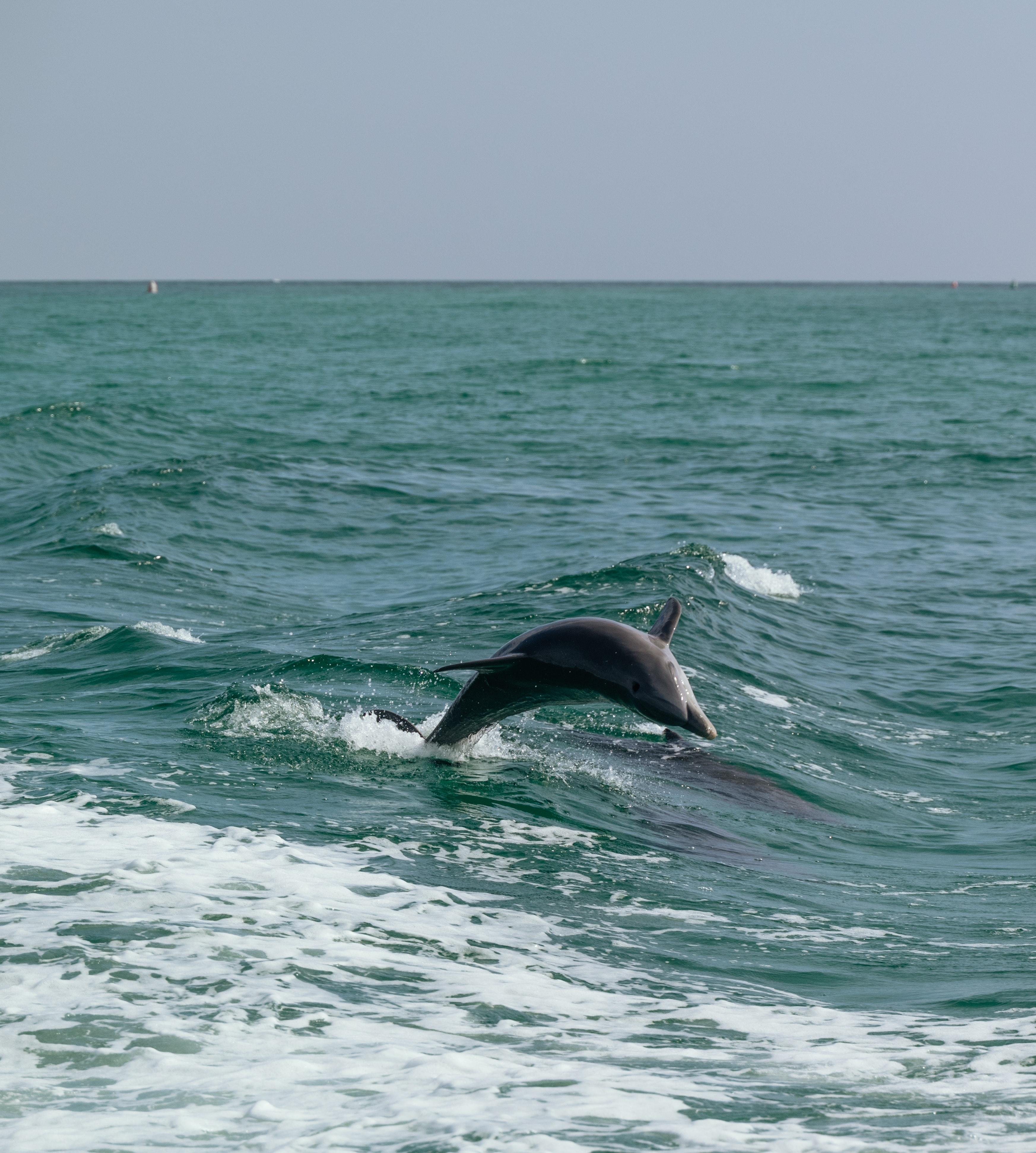 Are there dolphins in Lake Michigan? 