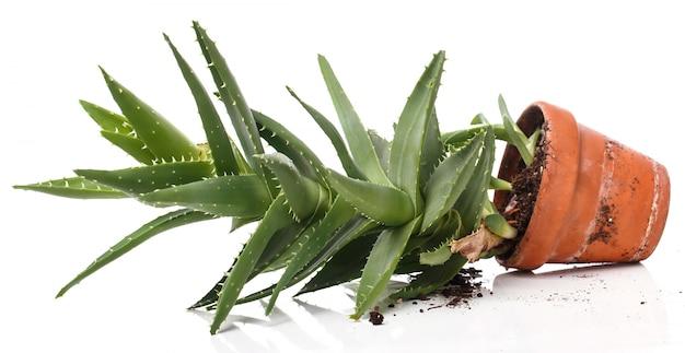 Are there male and female aloe vera plants? 