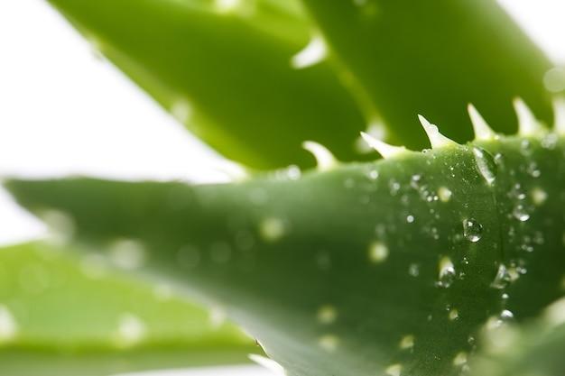 Are there male and female aloe vera plants? 