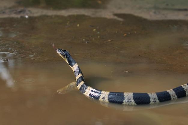 Are there snakes in Lake Tahoe? 