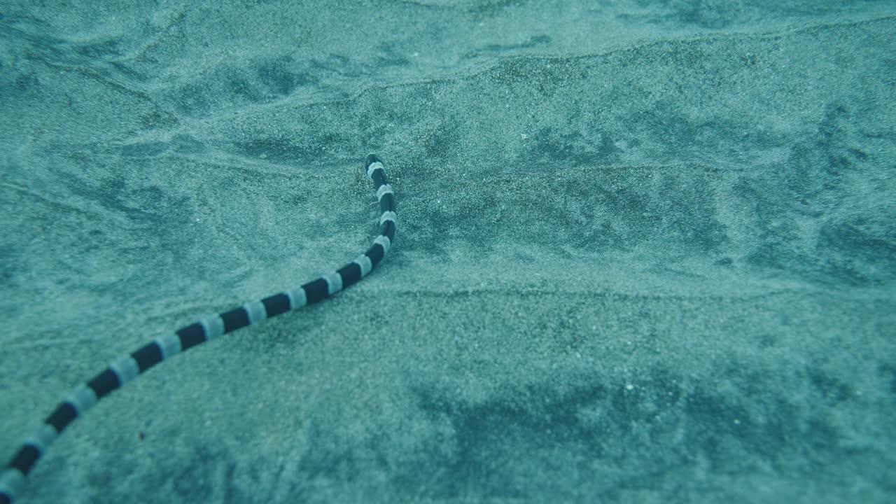 Are there snakes in Lake Tahoe? 