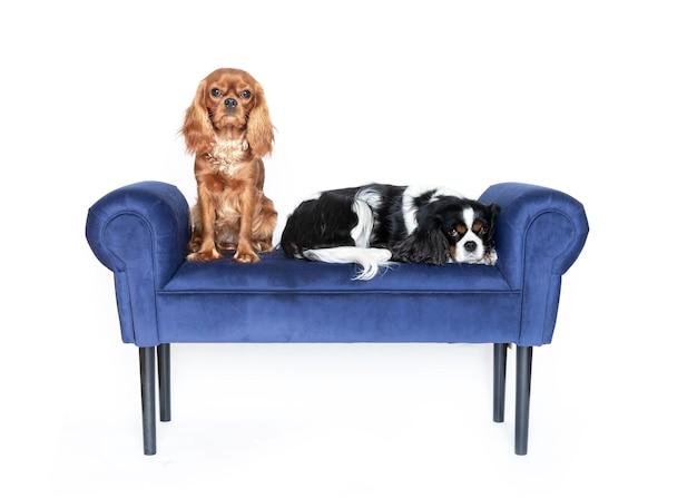 Are velvet couches good for dogs? 