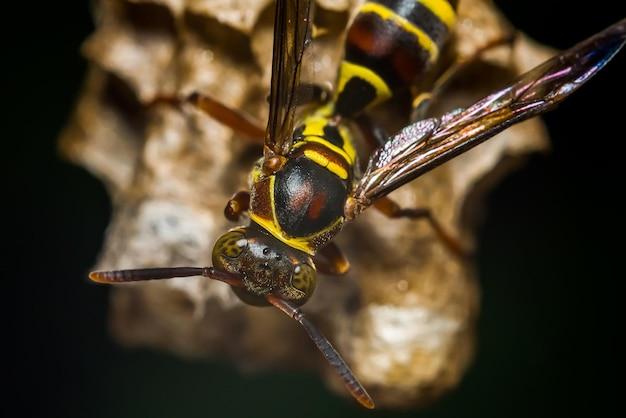 Are wasps attracted to color? 