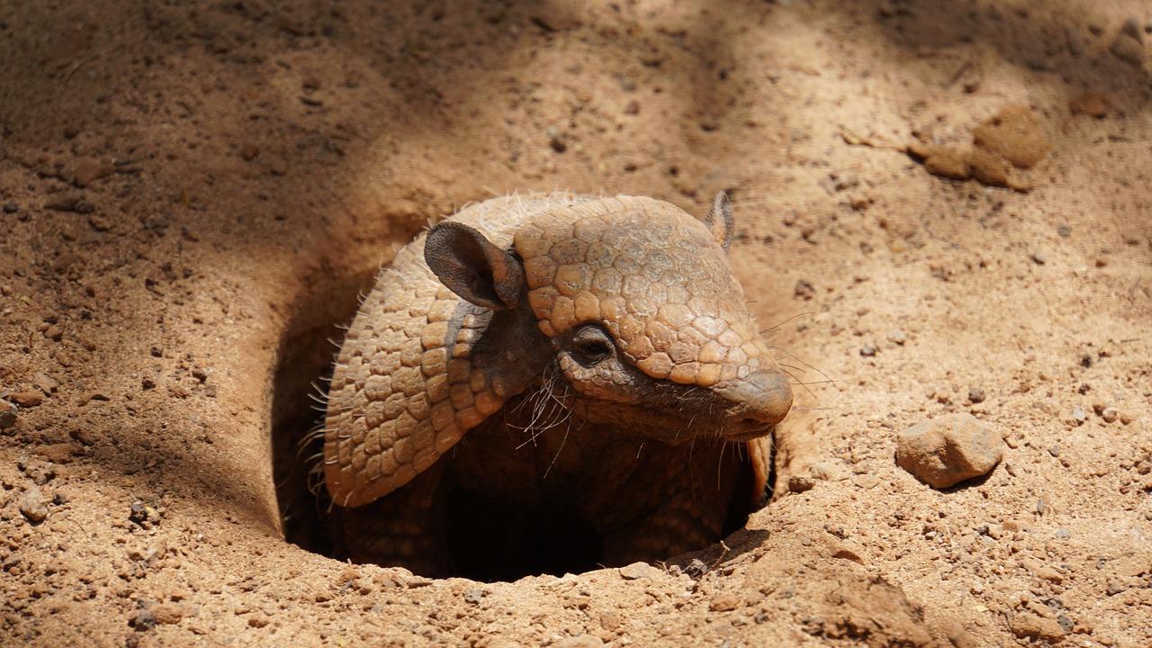 Do armadillos lay eggs 