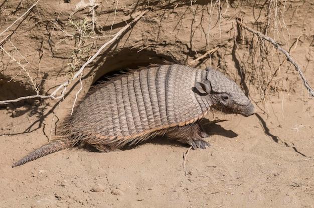 Do armadillos lay eggs 