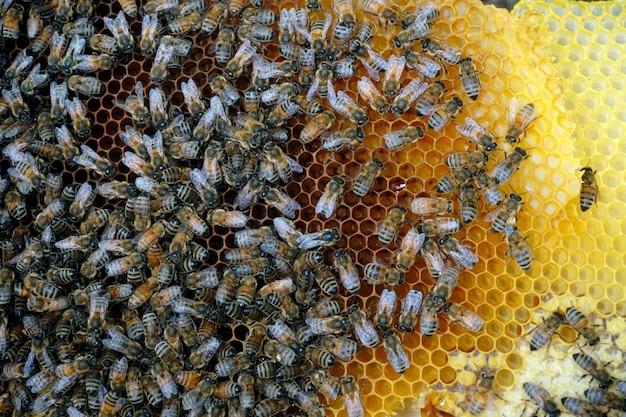 Do bees return to the same nest every year 