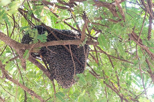 Do bees return to the same nest every year 