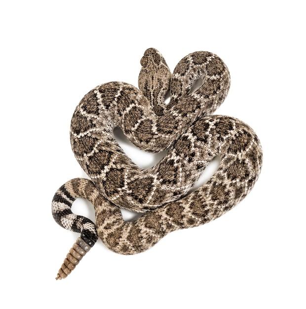 What animals keep rattlesnakes away 