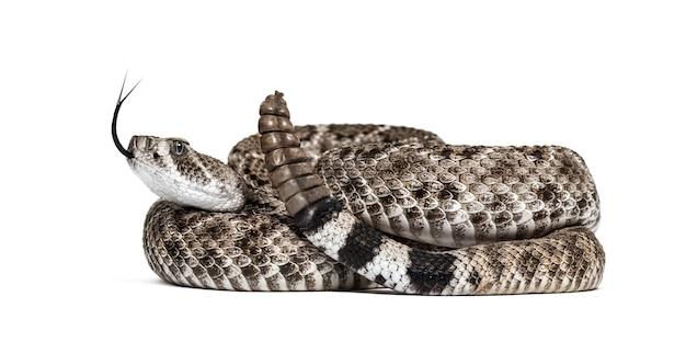 What animals keep rattlesnakes away 