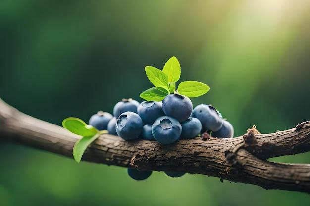 Are blueberries high in magnesium? 