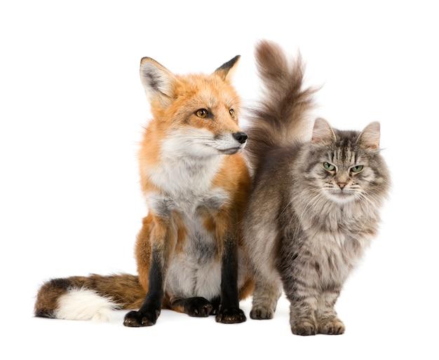 Can a cat and fox breed 