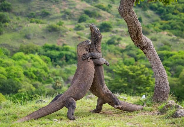 Can a human fight a Komodo dragon 