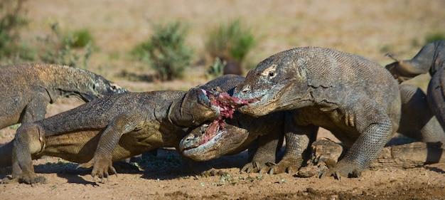 Can a human fight a Komodo dragon 