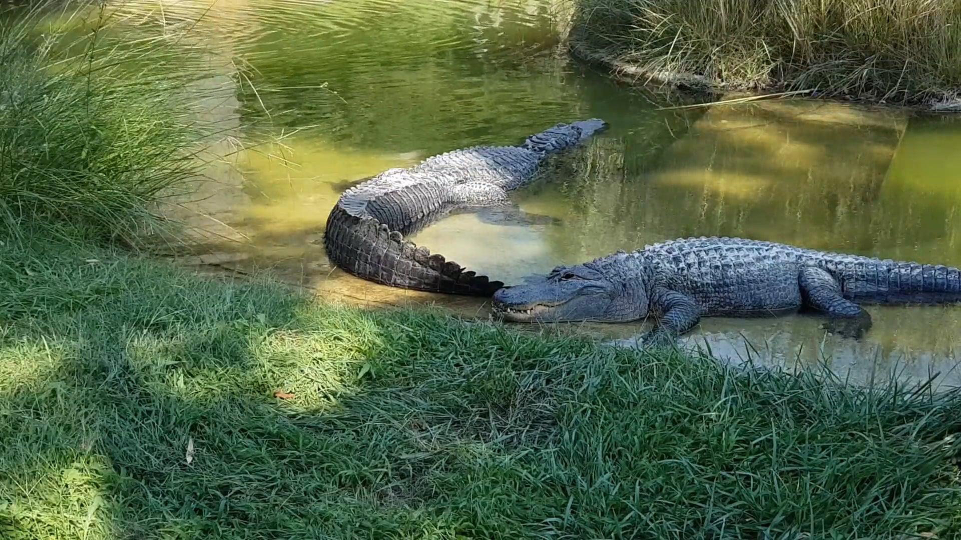 Can alligators smell your period 