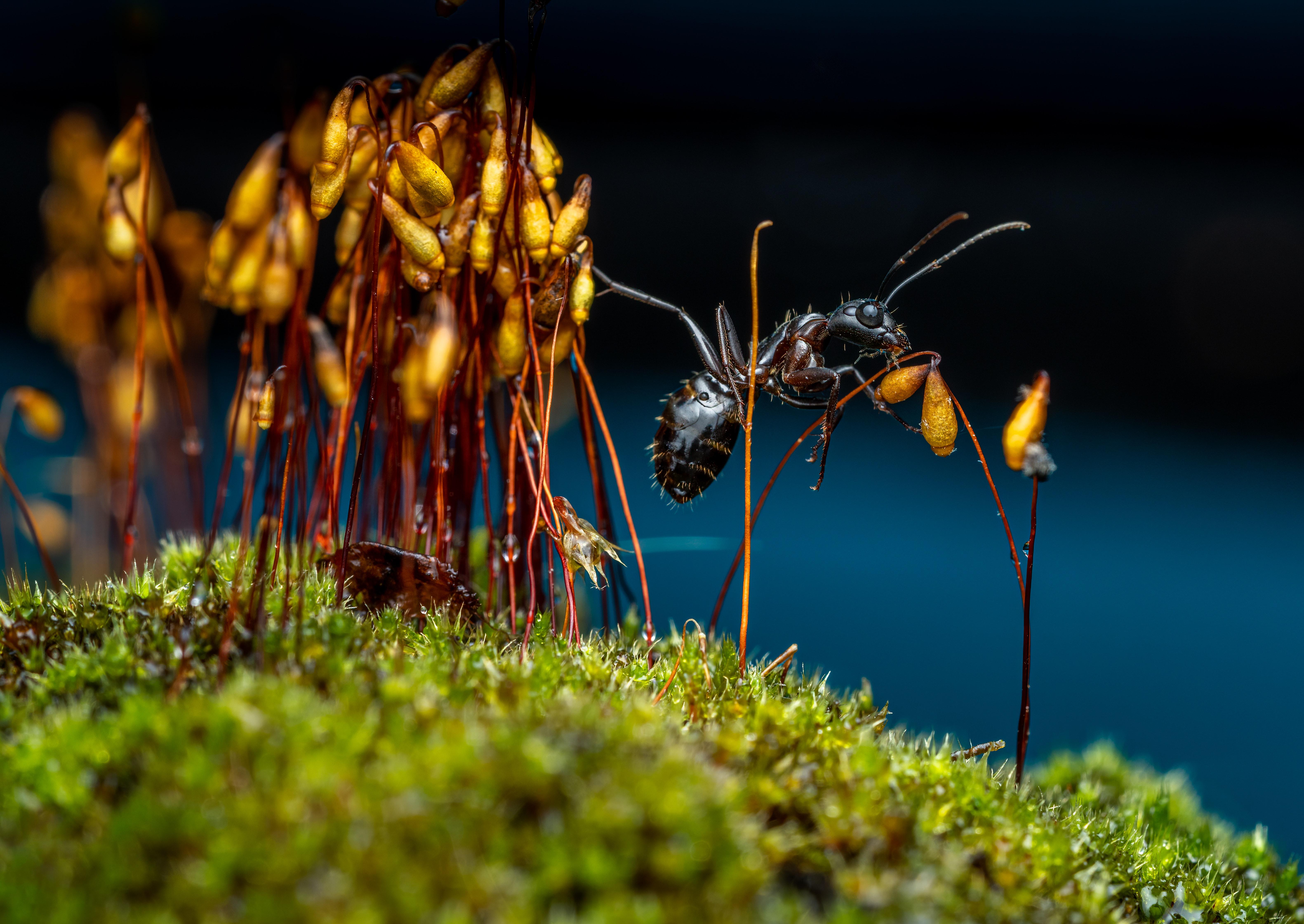 Can an ant yawn? 