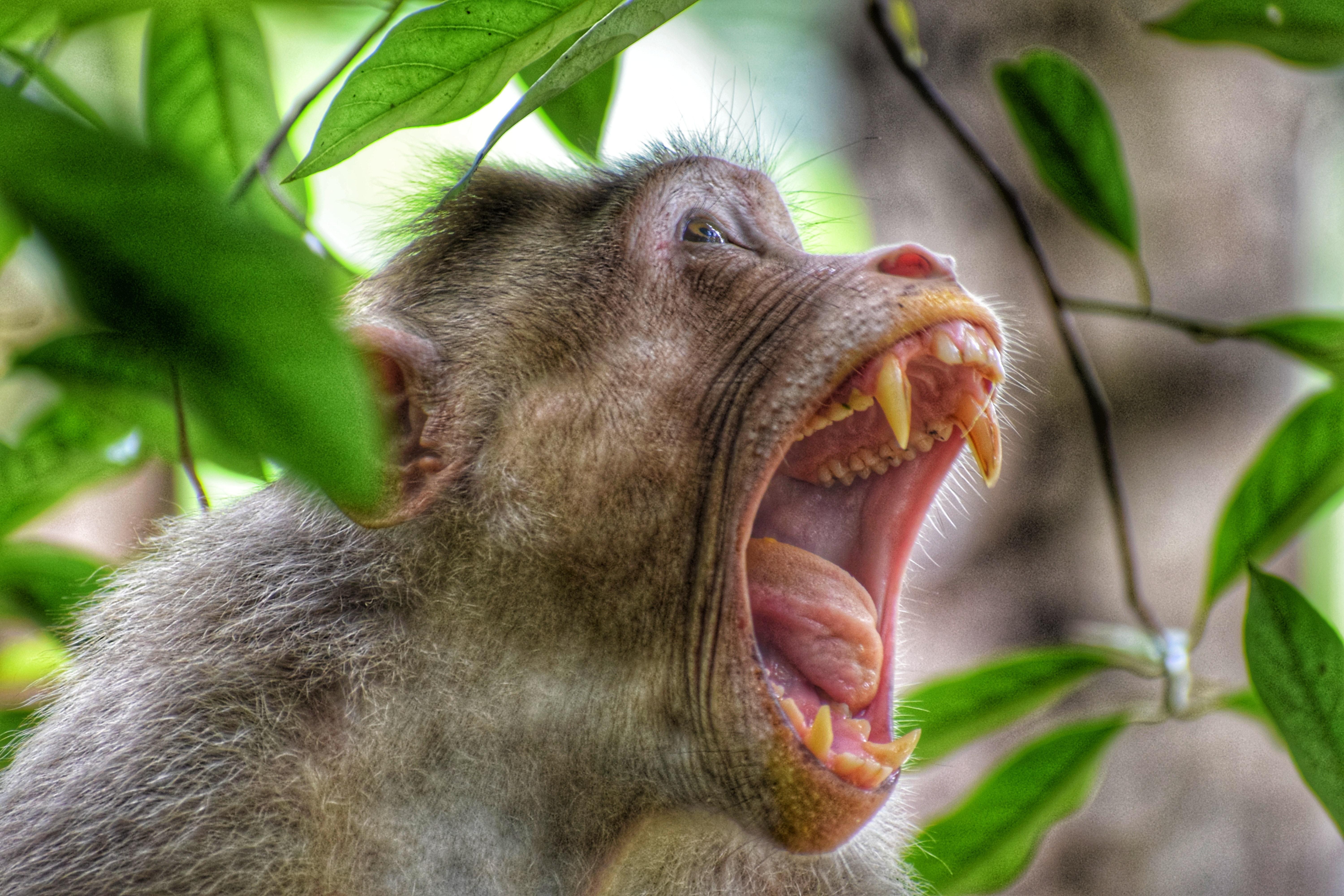 Can an ant yawn? 