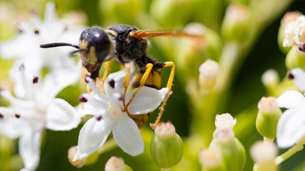 Can ants be attracted to sperm 