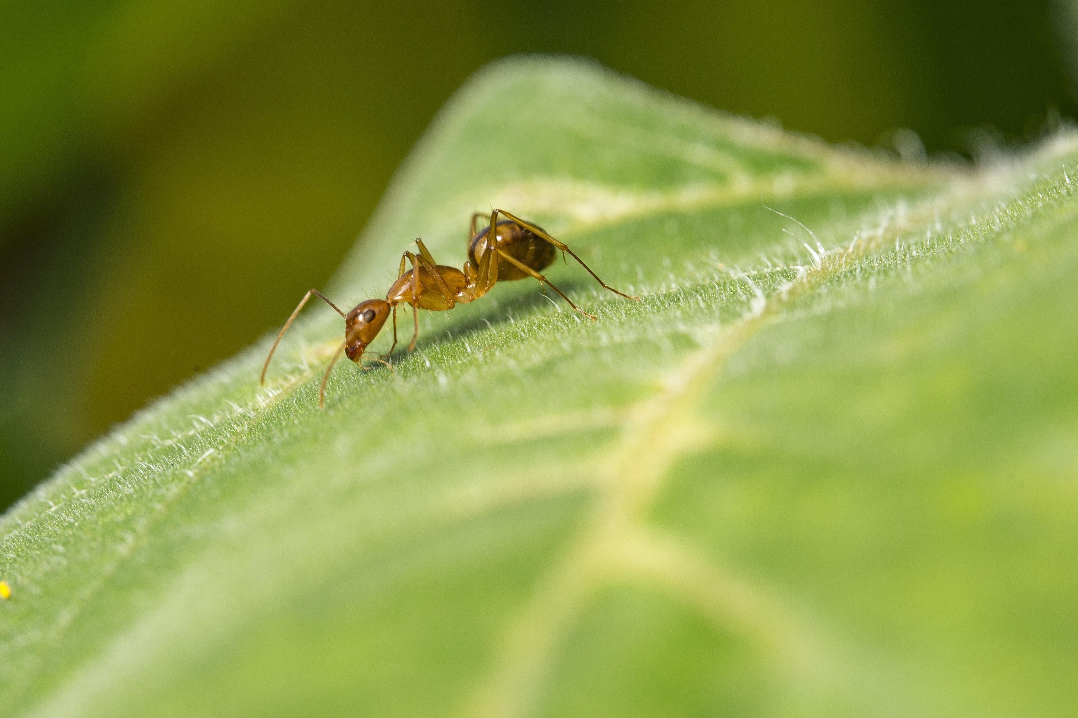 Can Ants Feel Emotion? Unveiling the Complex World of Ant Behavior - GCELT 