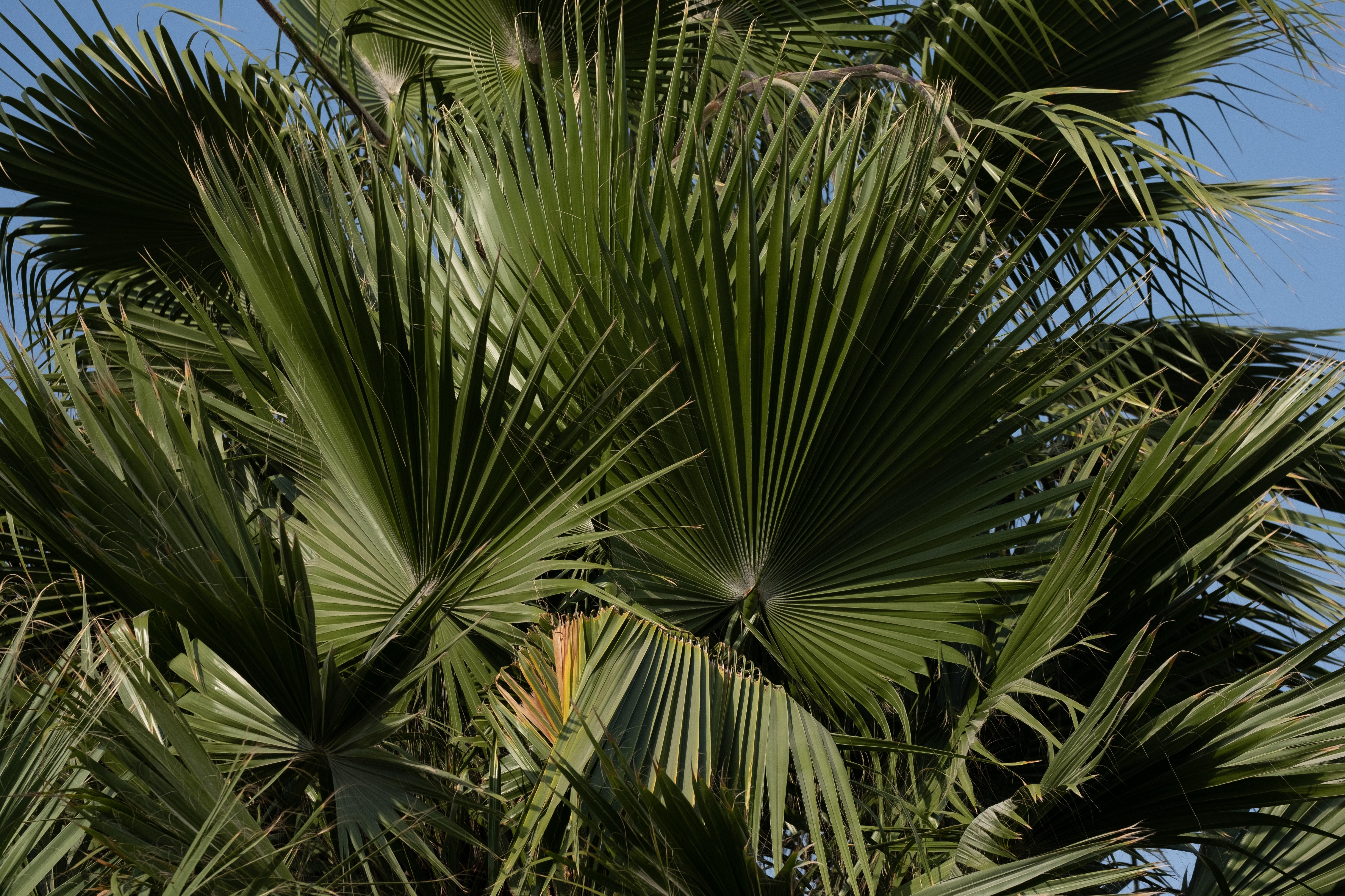 Can brown palm tree leaves turn green again? 