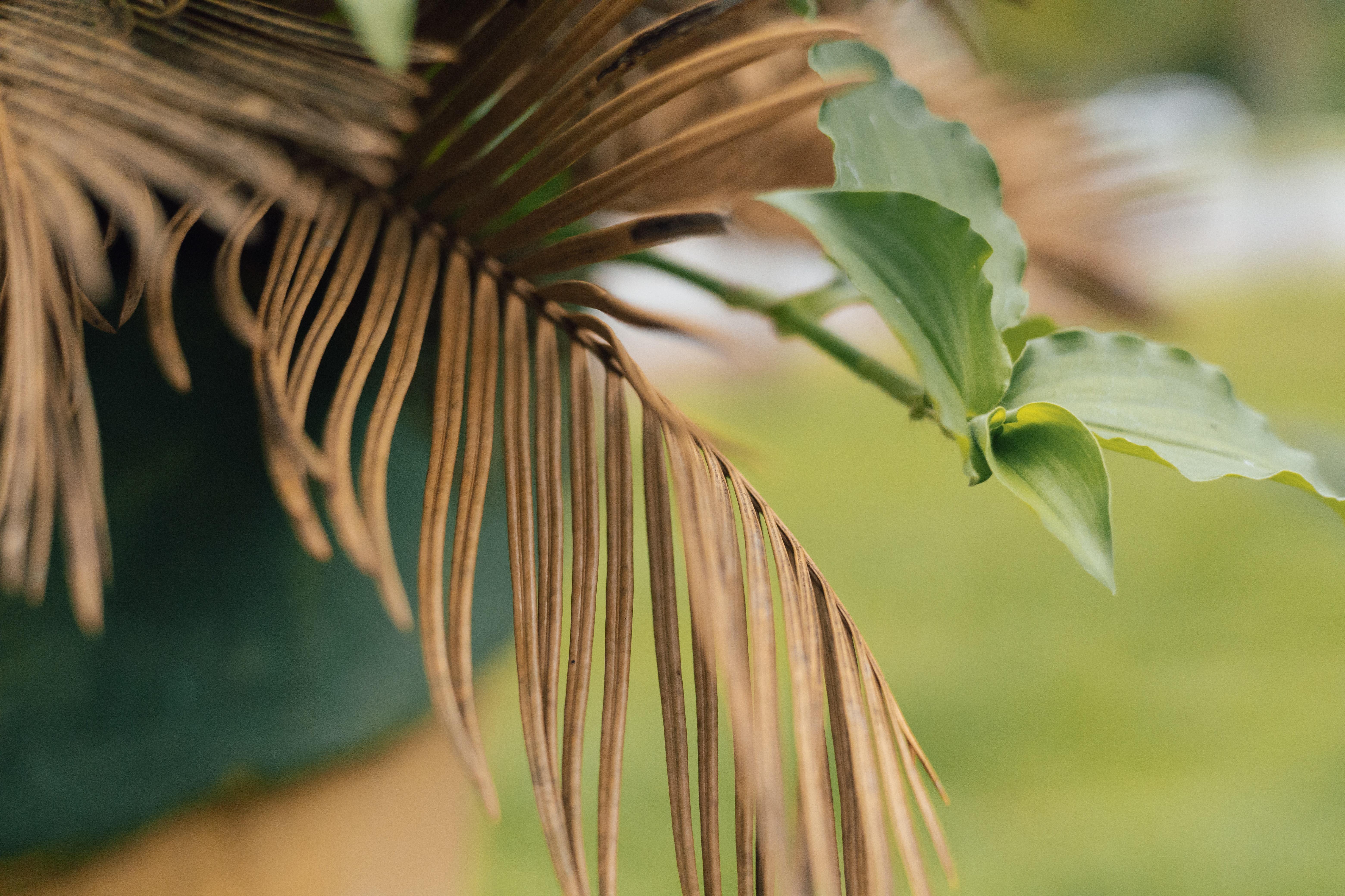 Can brown palm tree leaves turn green again? 