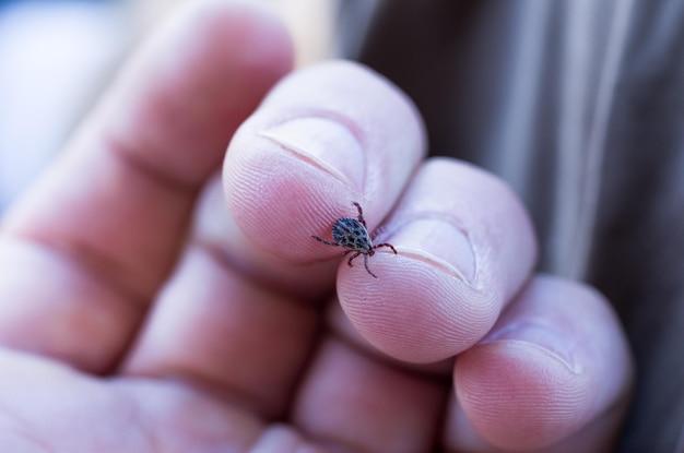 Can bugs crawl into your brain 