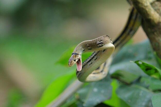 Can copperheads climb trees 