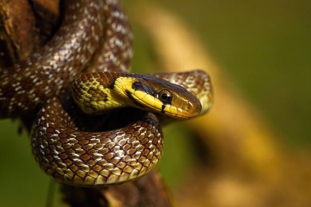 Can copperheads climb trees 