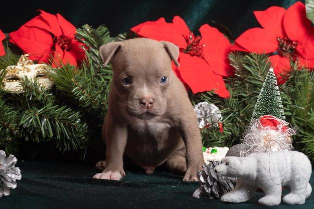 Can dogs chew on Christmas tree branches? 