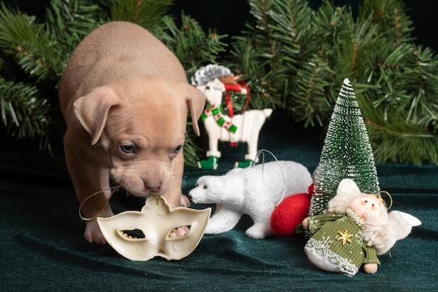 Can dogs chew on Christmas tree branches? 