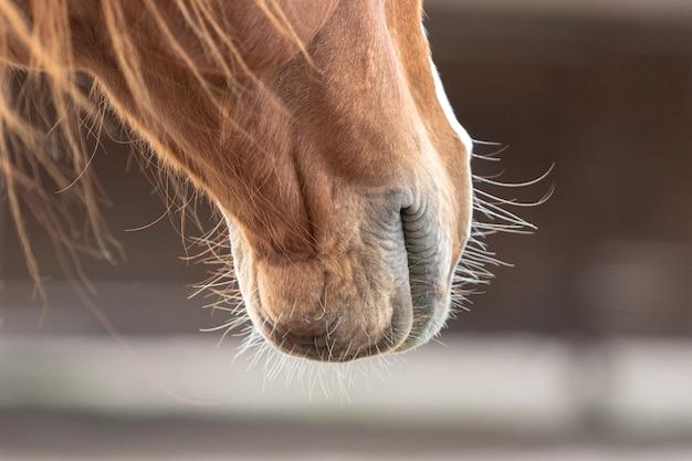 Can dogs eat horse night eyes 