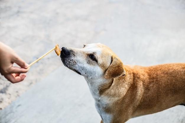 Can dogs smell scorpions? 