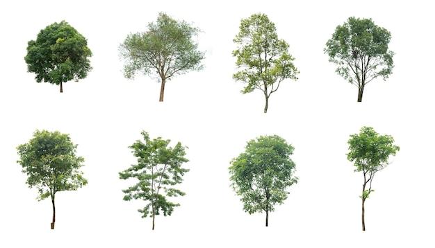 Can Google lens identify trees? 