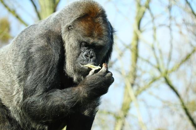 Can gorillas eat chocolate? 