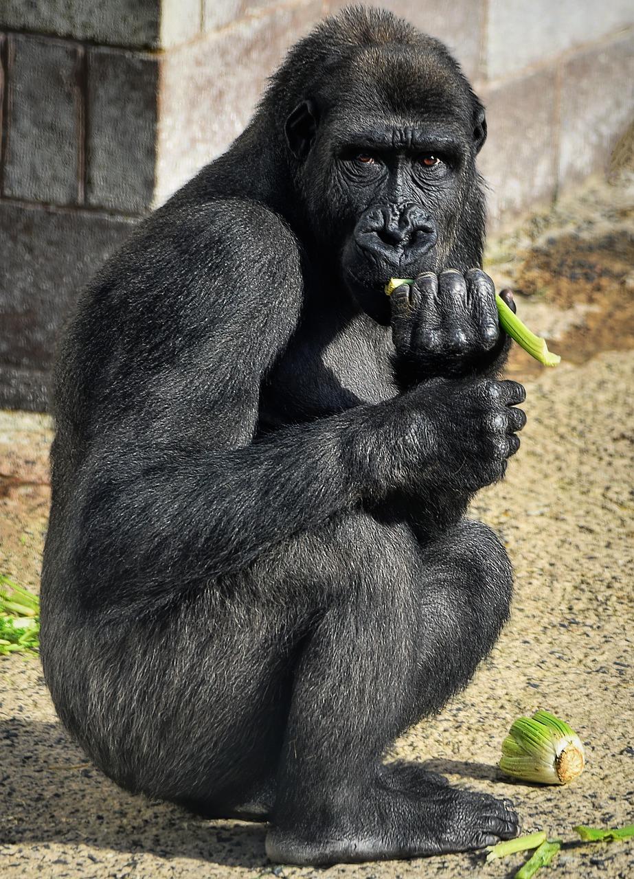 Can gorillas eat chocolate? 